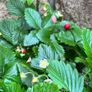 Wild Strawberries plants Image 2