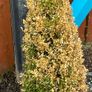 Plants Image 6