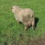 Cross bred hogget rams for sale Image 7