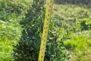 Buxus cones  (Ilex)