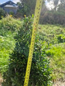 Buxus cones  (Ilex)