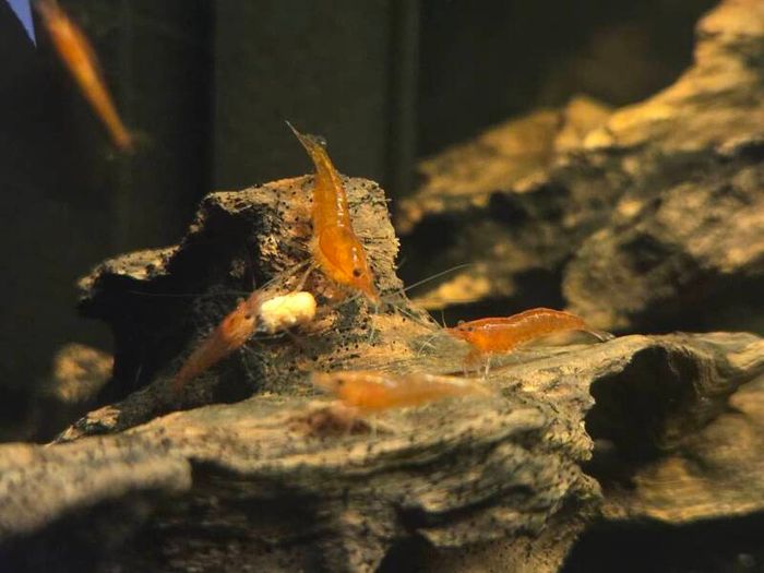 shrimp