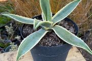 Agave americana Variegata (Variegated Century Plant)