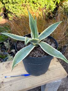 Agave americana Variegata (Variegated Century Plant)