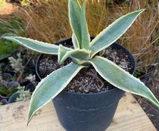 Agave americana Variegata (Variegated Century Plant)
