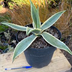 Agave americana Variegata (Variegated Century Plant)