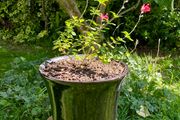 Potted Salvia Hot Lips