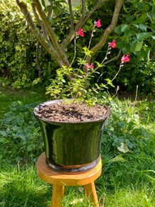 Potted Salvia Hot Lips