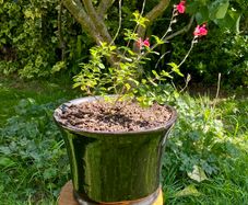 Potted Salvia Hot Lips