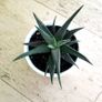 Haworthia succulents Image 4