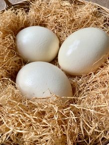 Three ostrich eggs in a large wicker basket with straw