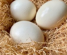 Three ostrich eggs in a large wicker basket with straw