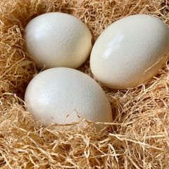 Three ostrich eggs in a large wicker basket with straw