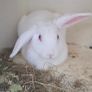 rabbit teddy Image 6