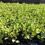 Griselinia Hedging - Potted Image 9