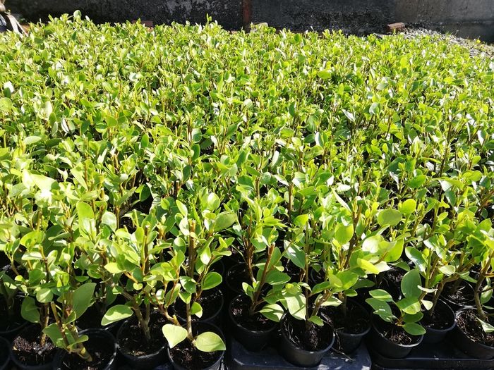 Griselinia Coastal Hedging