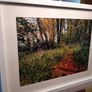 Ballyannan Woods Image 4