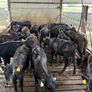 Aberdeen Angus Heifers Image 7