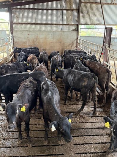 Aberdeen Angus Heifers