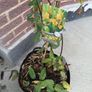 XL Honeysuckle Image 3