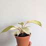 Philodendron Snowdrift Plant Image 3