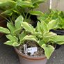 Hostas and other plants for sale Image 4