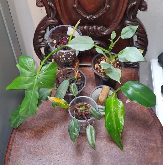 Not perfect plants Philodebdron bundle