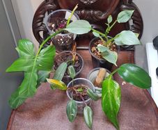 Not perfect plants Philodebdron bundle