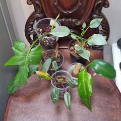 Not perfect plants Philodebdron bundle