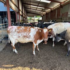 Shorthorn cows