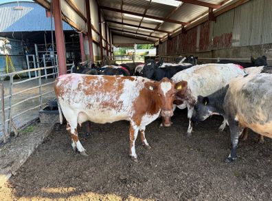 Shorthorn cows