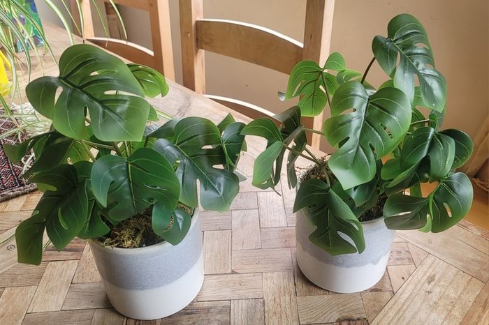Artificial Monstera Plants in Ceramic Pots x 2