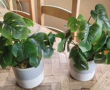Artificial Monstera Plants in Ceramic Pots x 2