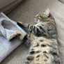 Cat Image 3