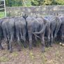 Abereen Angus Calfs Image 2