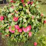 Camellia japonica Roger Hall pink Image 6