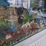 Fish tank full set up Image 7
