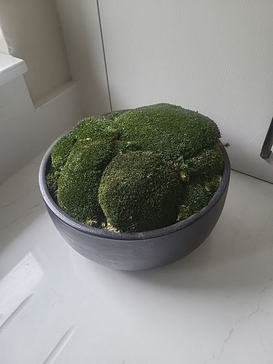 Preserved moss planter