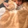 half maine coon male Image 5