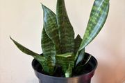 Snake Plant