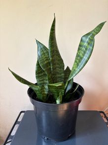 Snake Plant