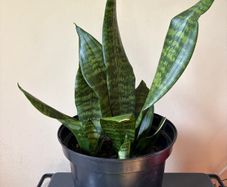 Snake Plant