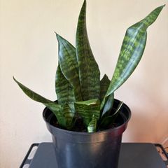Snake Plant