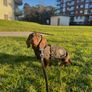 Barbour Wax Dog Coat Image 3