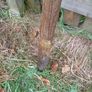 Pencil Fence Posts 5ft 75mm Image 2