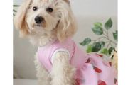Dog Dress