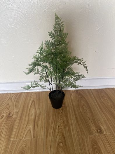 Ornamental plant