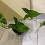 Flower indoor Philodendron Image 5
