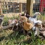 hens Image 3