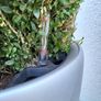 Buxus planter Image 3